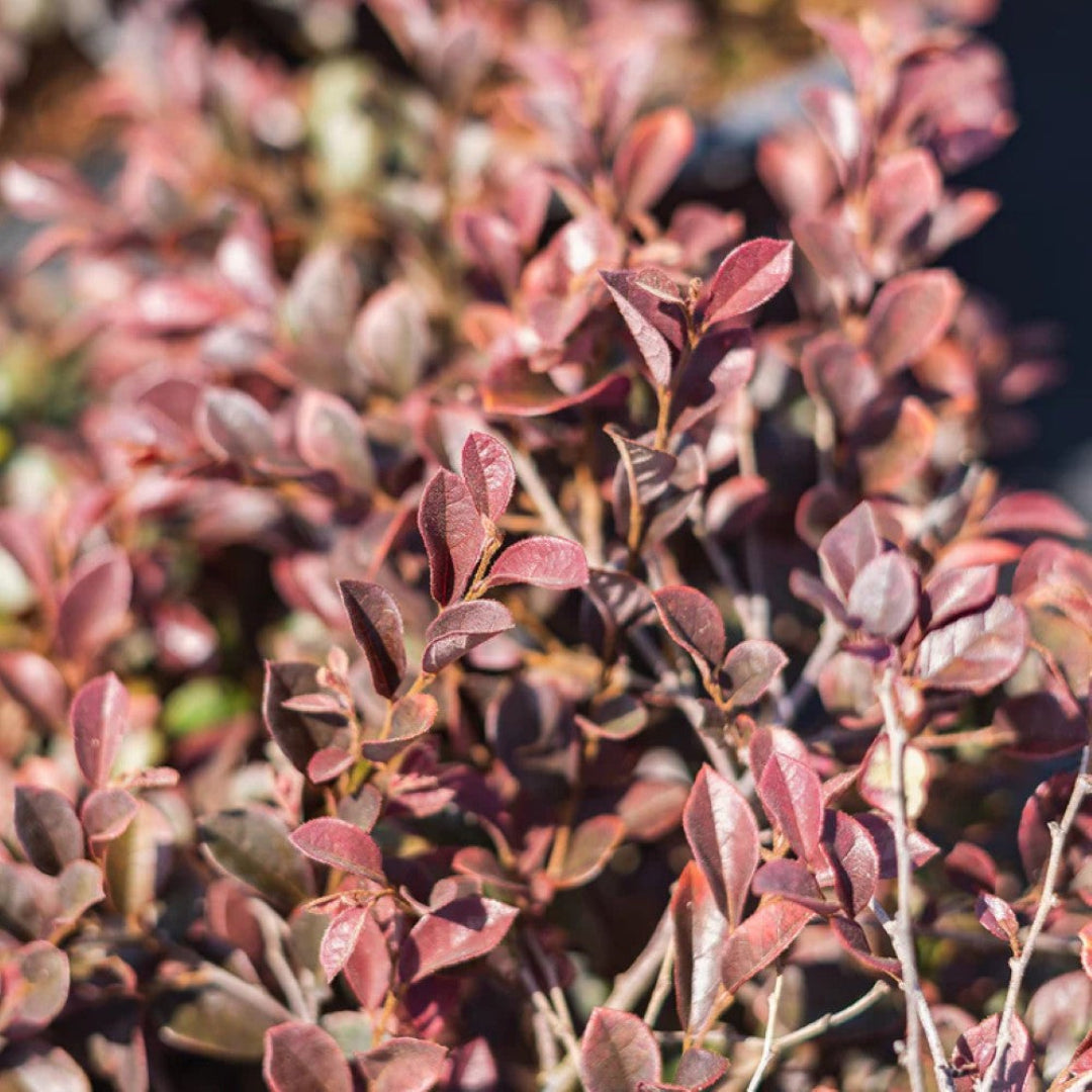 Purple Daydream Loropetalum