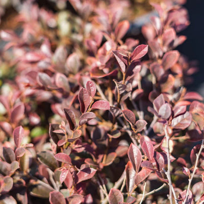 Purple Daydream Loropetalum
