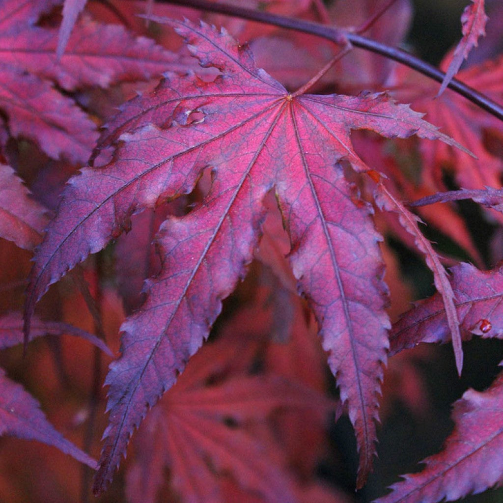 purple ghost bonsai tree Purple Ghost Japanese Maple Rare Ornamental Tree for Sale