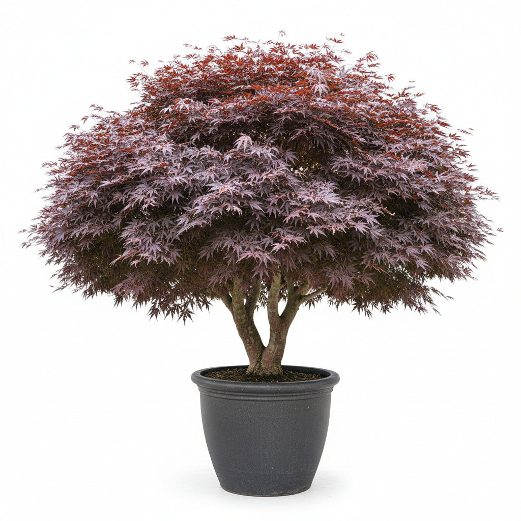 house plant that looks like maple leaf Purple Ghost Japanese Maple Rare Ornamental Tree for Sale