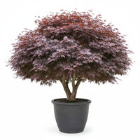 Mature Purple Ghost Japanese Maple with layered foliage and rich purple leaf color