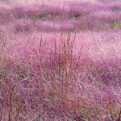Purple Love Grass Eragrostis Spectabilis