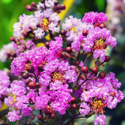 Purple Magic Crape Myrtle