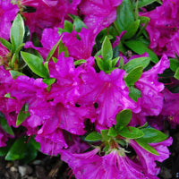 Purple Formosa Azalea Shrub