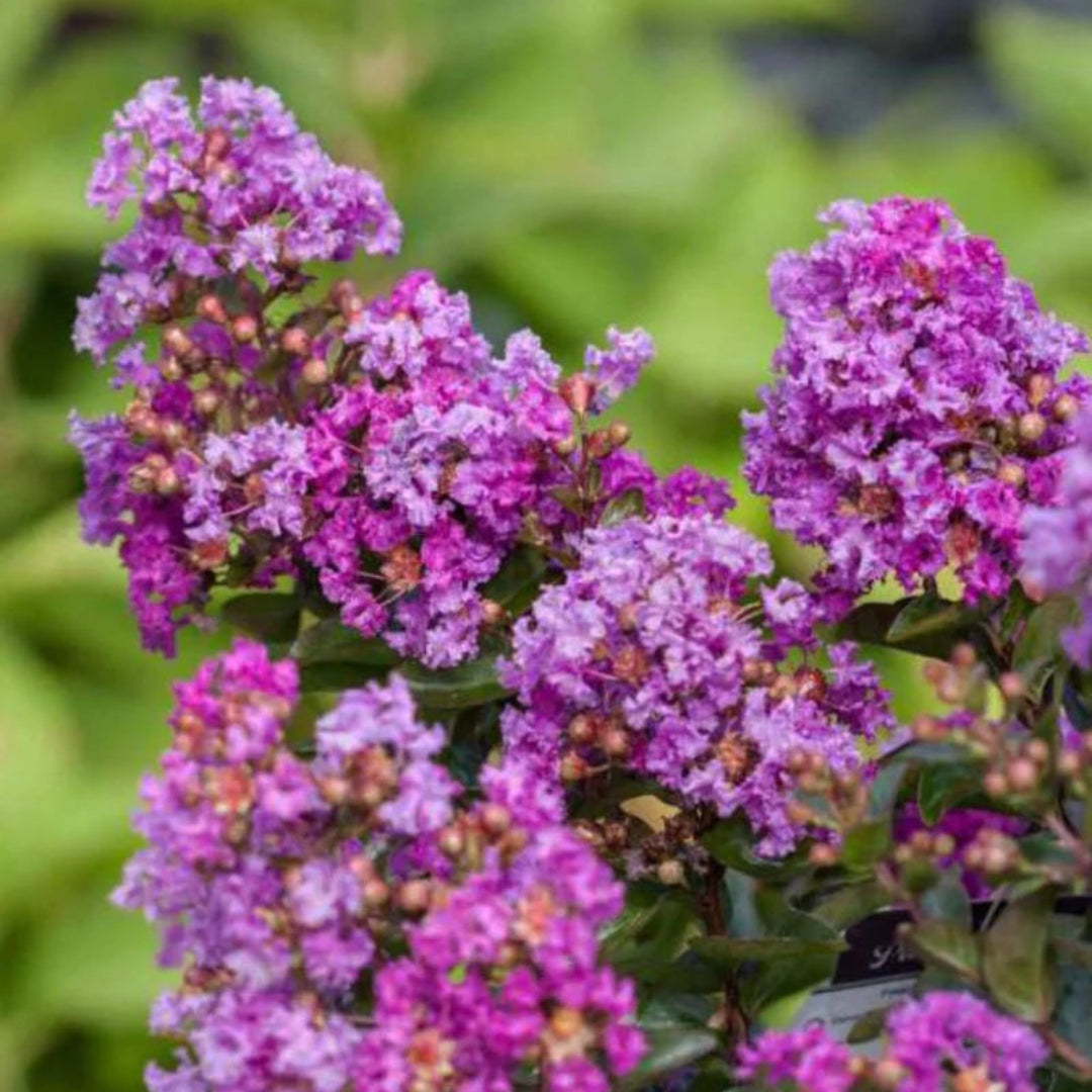 Purple Magic Crape Myrtle
