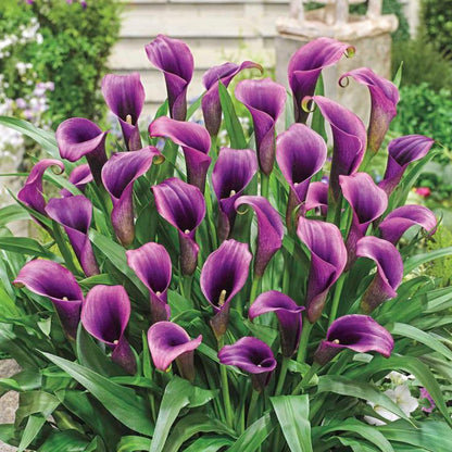 Calla Lily Purple Plant