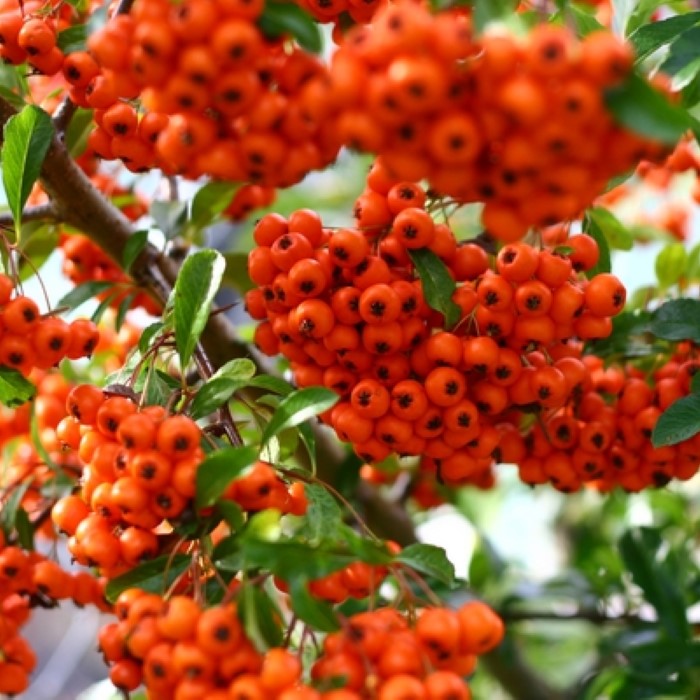Pyracantha Mohave