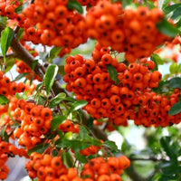 Firethorn Pyracantha Mohave ornamental shrub for outdoor landscape and garden borders