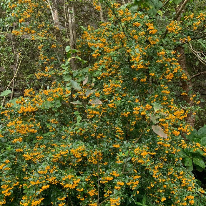 Pyracantha Mohave