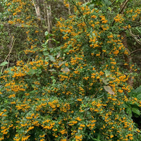 Pyracantha Mohave thorny shrub showing orange berries for privacy hedge planting