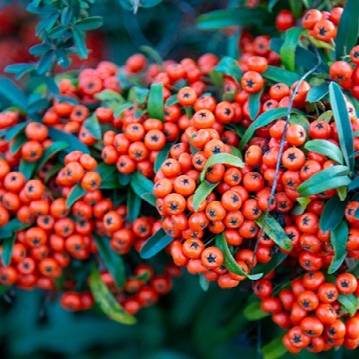Pyracantha Mohave