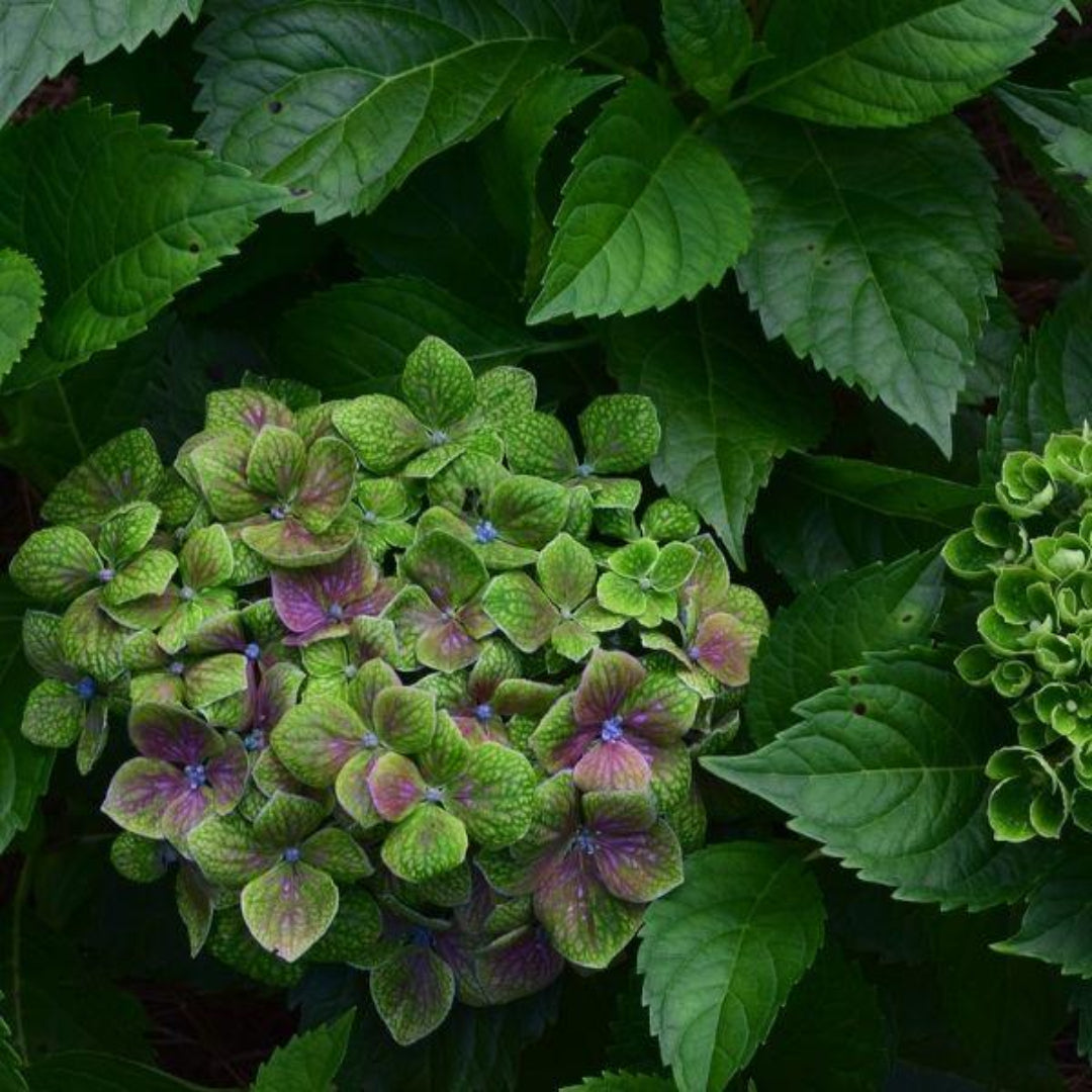 Froggie Bigleaf Hydrangea