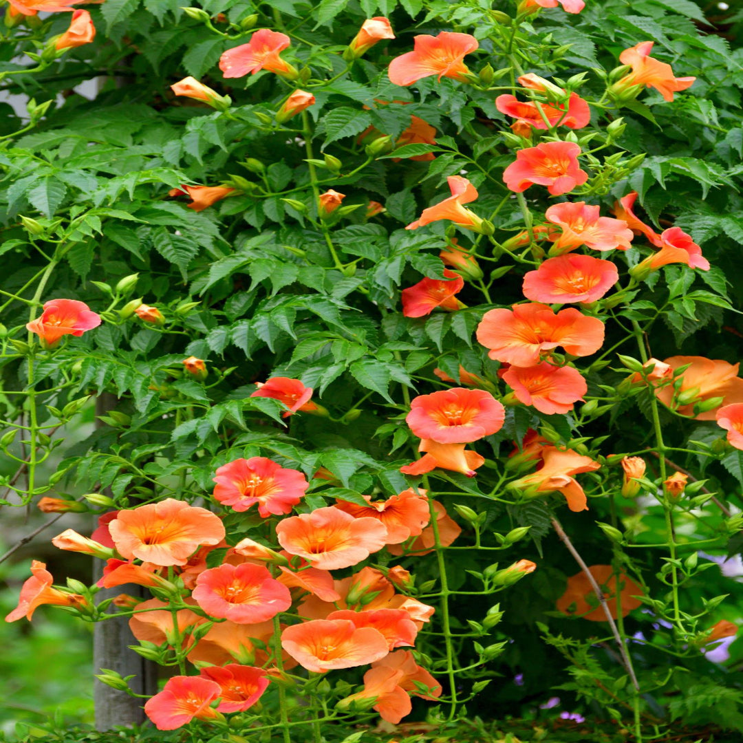 Campsis Radicans (Trumpet Creeper)