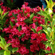 Sonic Bloom Red Weigela growing along summer trail