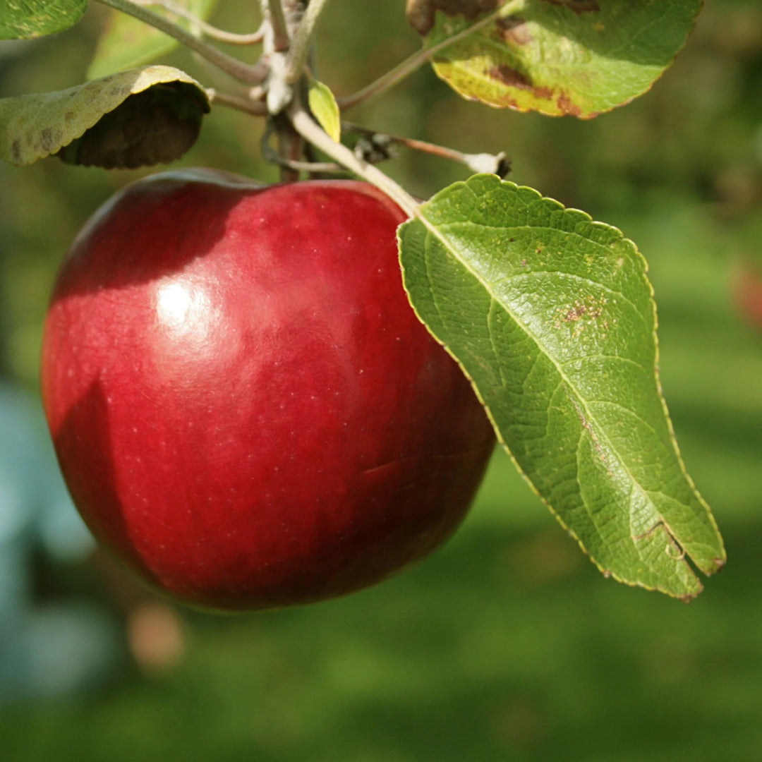 Red Delicious Apple Tree