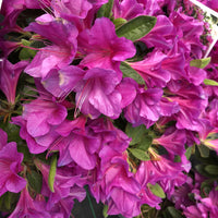 Azalea Bloom-A-Thon Lavender