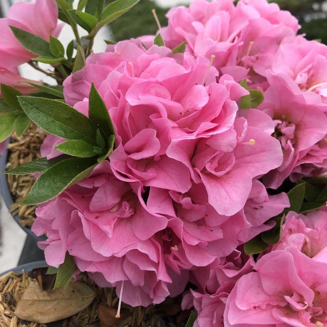 Perfecto Mundo Double Pink Reblooming Azalea