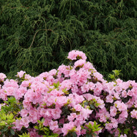 Perfecto Mundo Azalea Pink Shrub