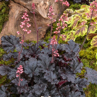Heuchera 'Timeless Treasure' Coral Bells - [EG]