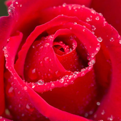 My Valentine Miniature Rose