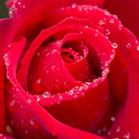 My Valentine Miniature Rose