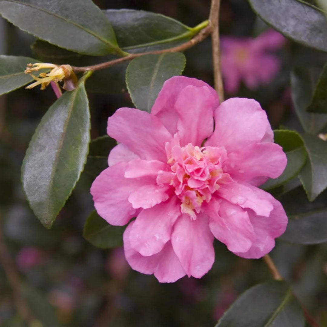 Sparkling Burgundy Camellia