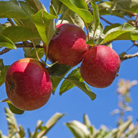 Red Rome Beauty Apple Tree