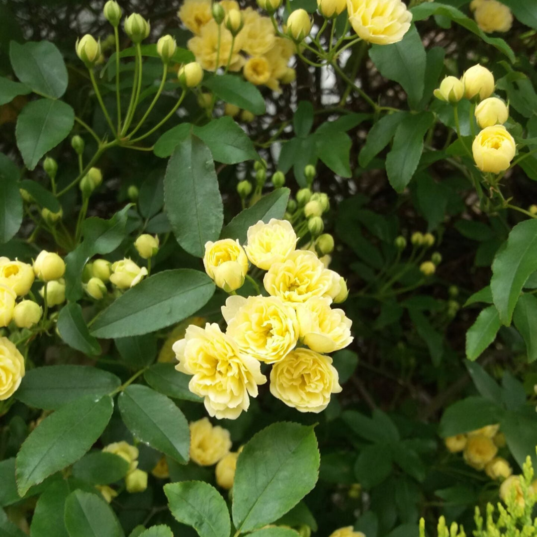Rose Lady Banksia (Tripod)