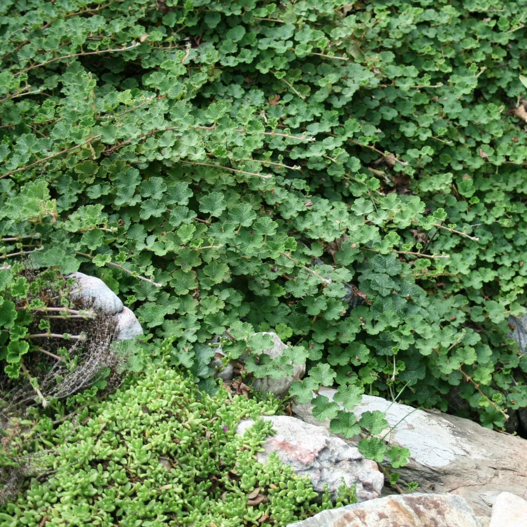 Christmas Fern evergreen ground cover