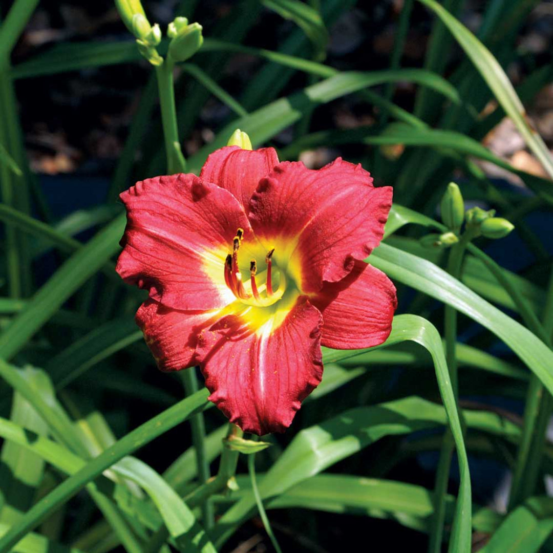 Compact Ruby Stella Daylily in flower bed