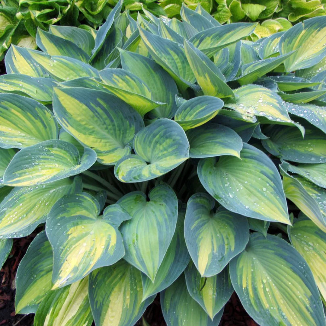June Hosta