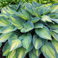 June Hosta