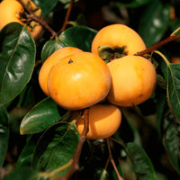 Matsumoto Fuyu Japanese Persimmon