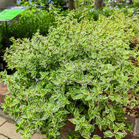 Radiance Abelia