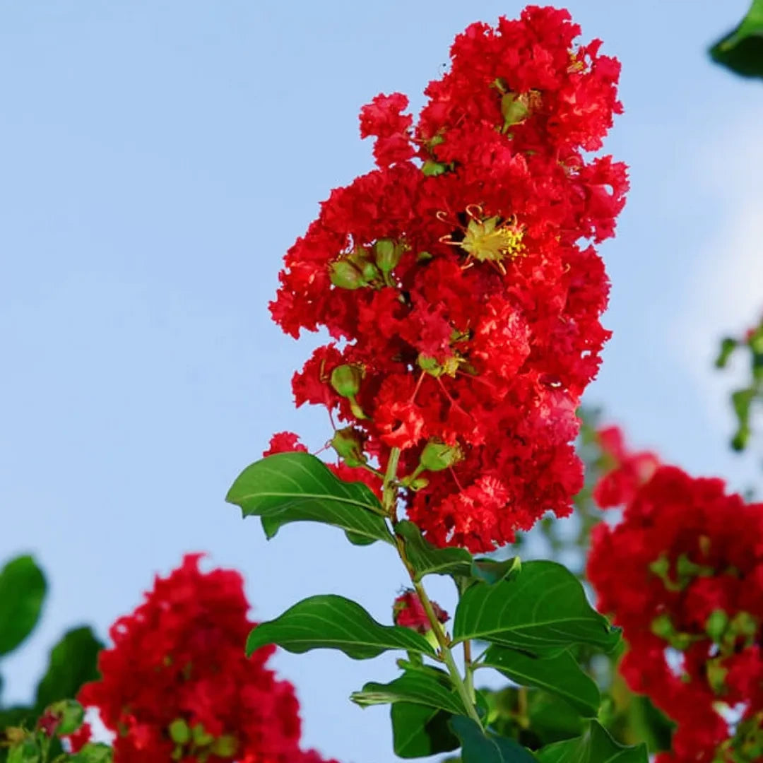 Red Bloom Crape Myrtle Tall Flowering Tree