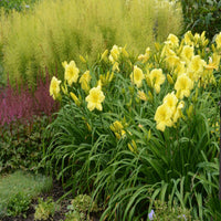 Hemerocallis Rainbow Rhythm 'Going Bananas' PP17164 Daylily