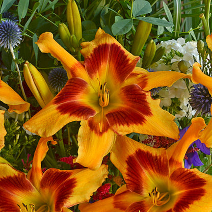 Hemerocallis Rainbow Rhythma Tiger Swirl Daylily - [EG]