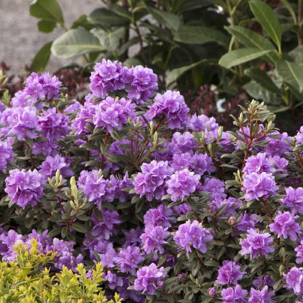 Ramapo Rhododendron