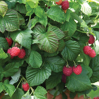 Raspberry Shortcake