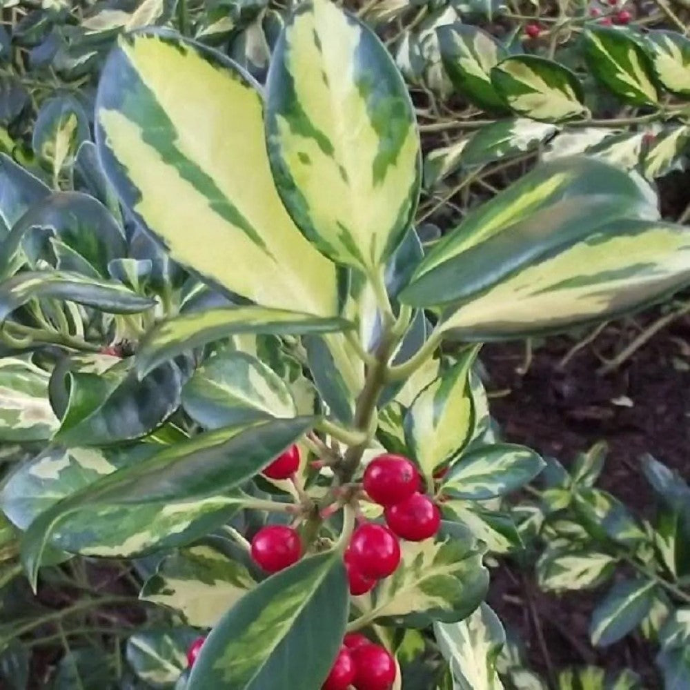 Raspberry Flash Holly