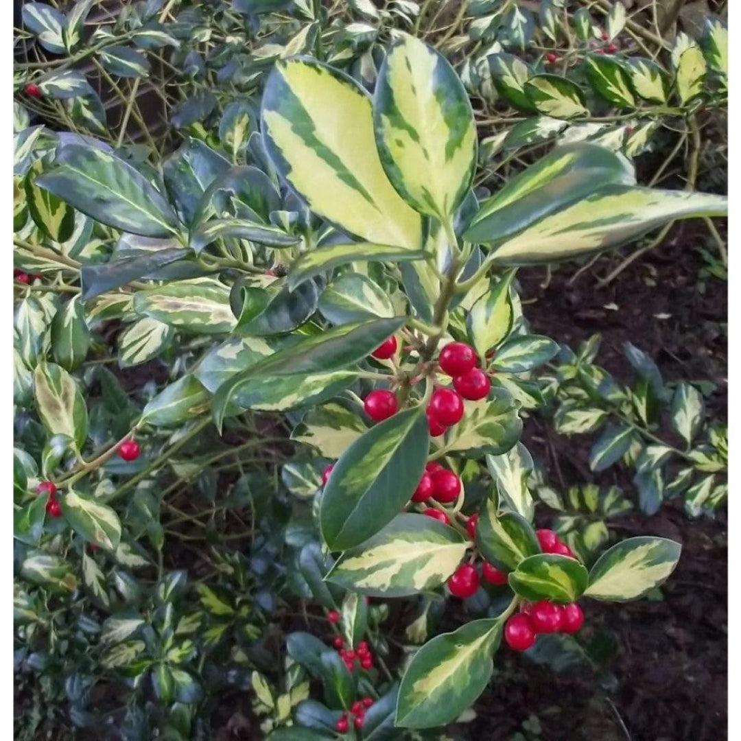 Raspberry Flash Holly