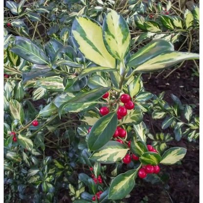 Raspberry Flash Holly