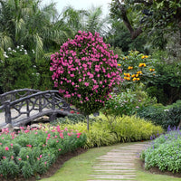 Raspberry Smoothie hibiscus plant in landscape garden