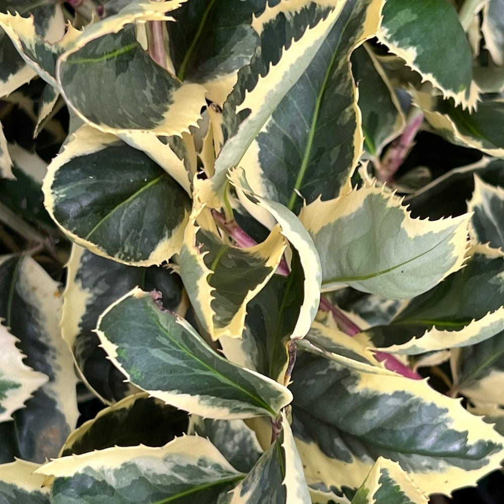 Raspberry Flash Holly