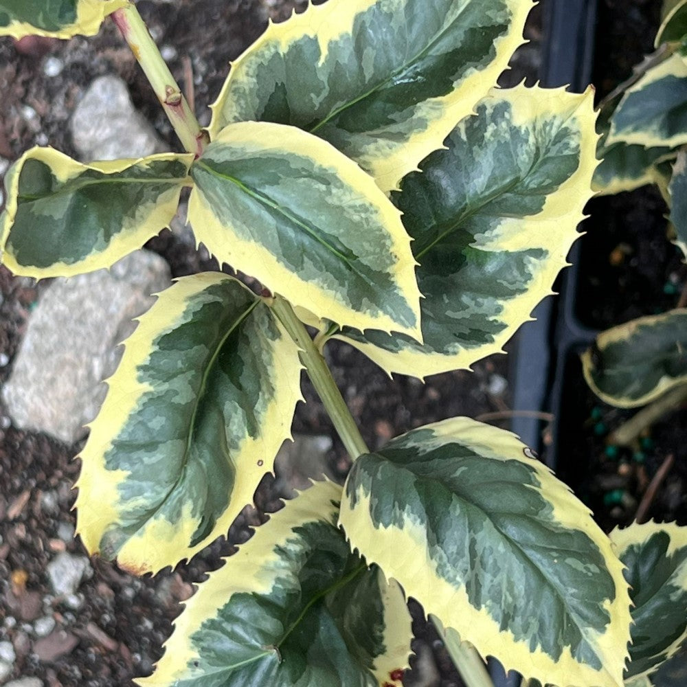 Raspberry Flash Holly