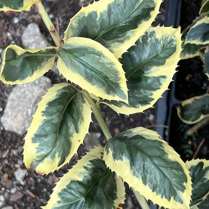 Raspberry Flash Holly