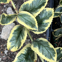 Raspberry Flash Holly