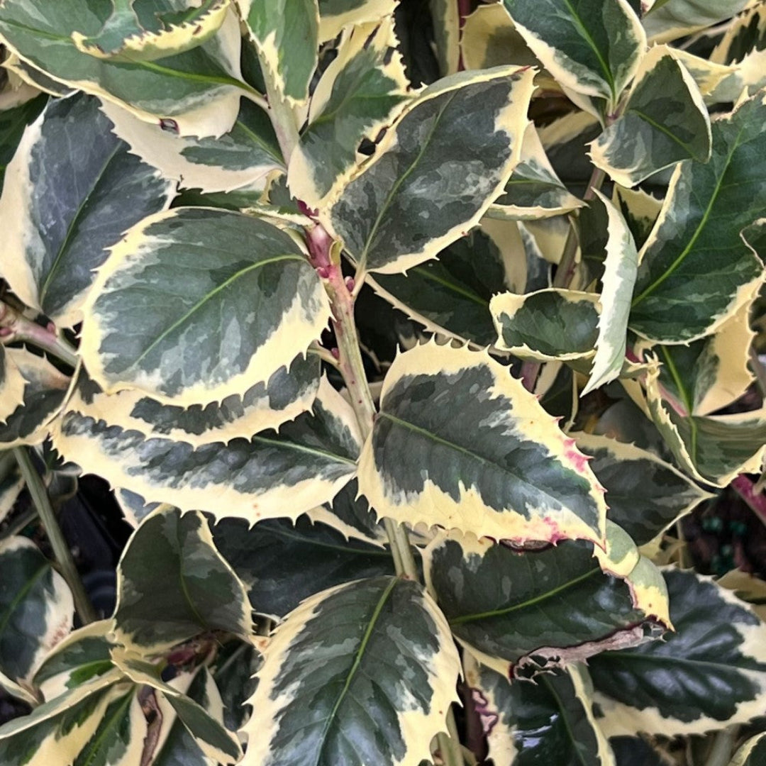 Raspberry Flash Holly