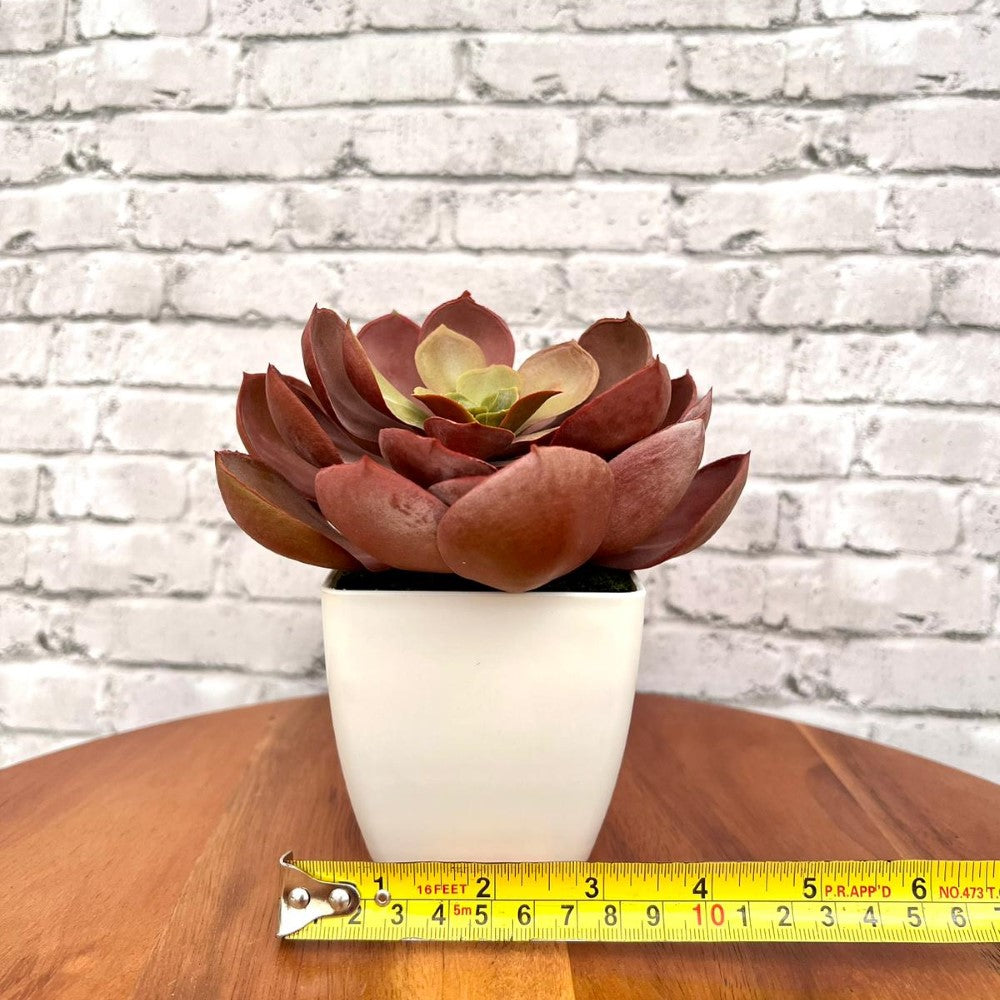 Stunning Artificial Crassulla Red Succulent