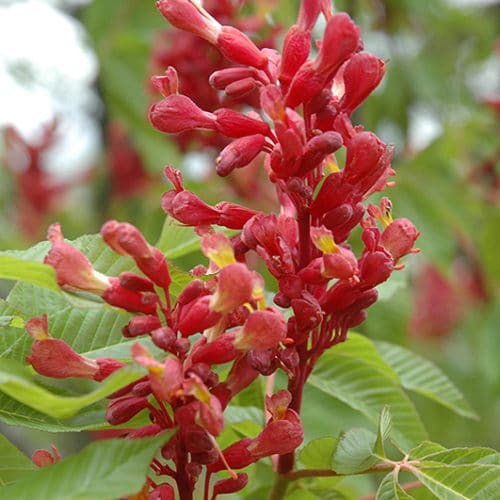 Red Buckeye Plant